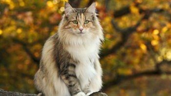 Todas las razas de gatos. ¡Increíble!