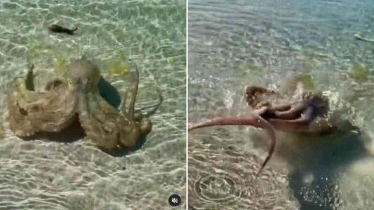 Un geólogo grabó el ataque de un furioso pulpo en una playa de Australia