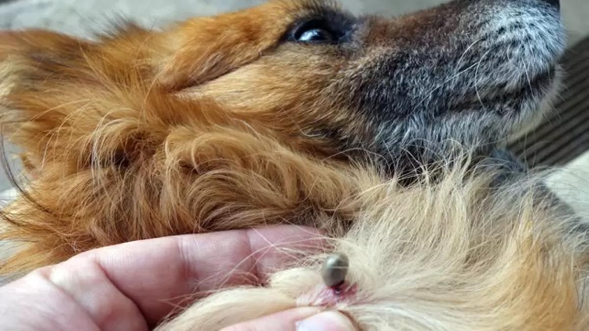PARA SIEMPRE: La planta que te ayudará a eliminar las garrapatas de tu perro