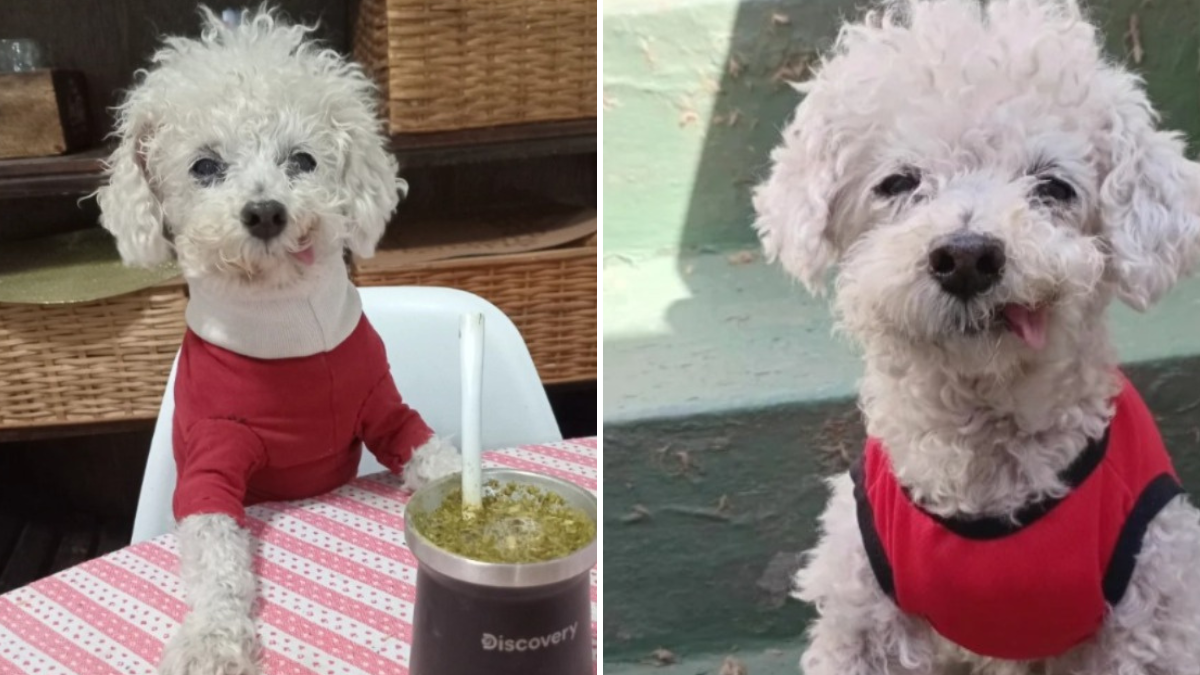 El caniche Marcelito se volvió famoso en redes por su lengua afuera