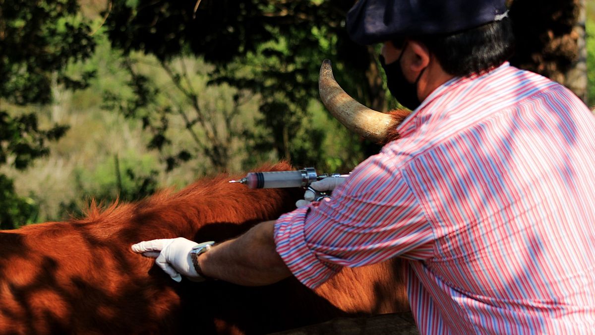 Misiones comenzó a vacunar contra la fiebre aftosa: ¿qué es esta enfermedad y cómo se manifiesta?