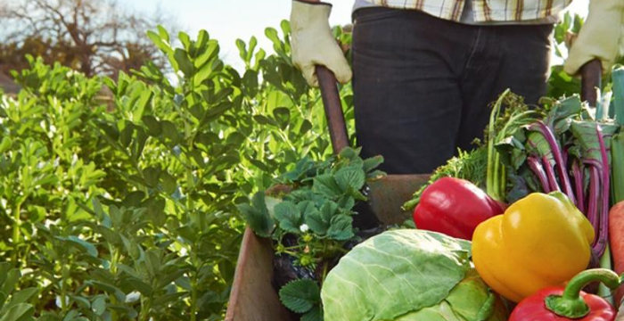 Semillero de Futuro: 34 ONGs desarrollarán proyectos innovadores en alimentación y nutrición