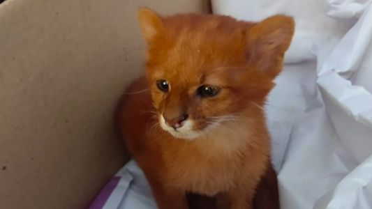 Lo adoptó pensando que era un gatito y resultó ser un puma