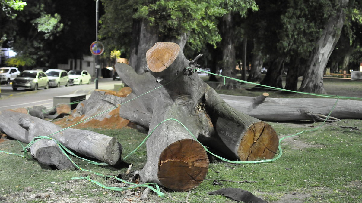 Unos 70 árboles de San Telmo