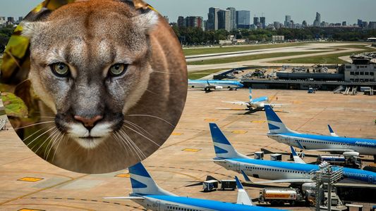 Pánico y misterio frente al Aeroparque: dicen que hay un puma perdido en la zona
