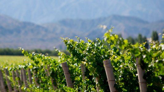 Presentan proyecto de ley para dejar de importar vinos durante 10 años