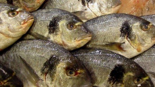 Hallaron antidepresivos y analgésicos adictivos en peces del Río Uruguay