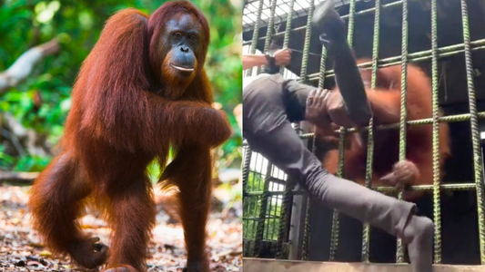 Video: un orangután de un zoológico atacó a un hombre y lo retuvo contra los barrotes de su jaula