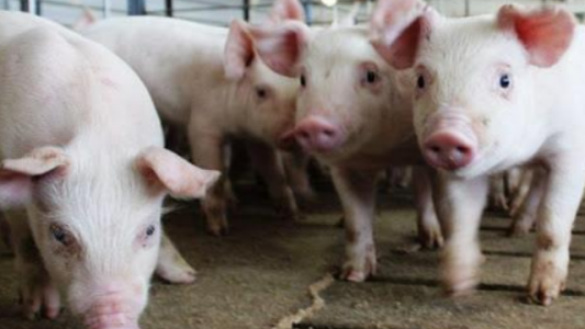 Peste Porcina Africana: el Senasa declaró el alerta sanitaria en la Argentina ante la amenaza del virus