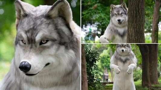 Un japonés gastó 23 mil dólares para convertirse en hombre lobo