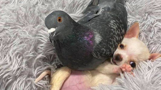 La insólita historia de amor entre una paloma y un chihuahua que conmueve a todos
