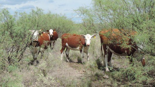 Consignatarios aseguran que, sin nuevos mercados, la vaca va camino a morir en el campo
