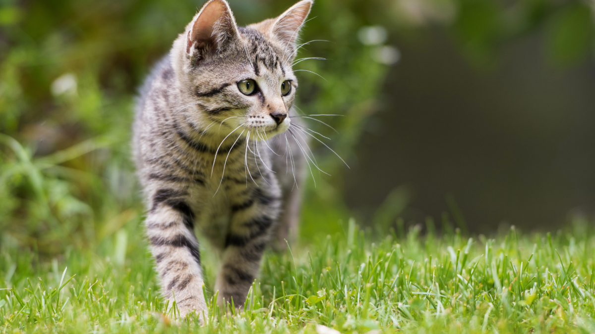 ¿Tus gatos quieren escapar? consejos para que sea feliz y se quede en casa