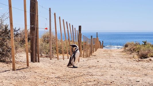 Masacre de pingüinos: la condena histórica al empresario que arrasó nidos con una topadora