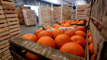 Argentina podrá exportar cítricos dulces a la India