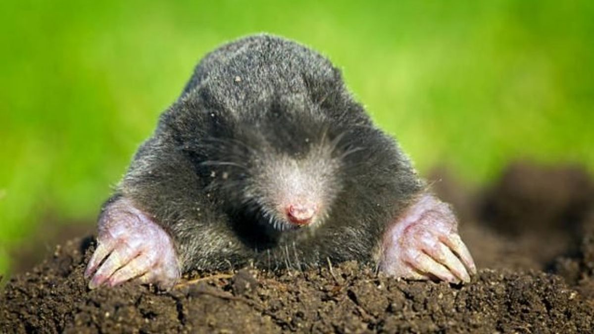 Lo que destacaban entre los empleados es que este nuevo compa&ntilde;ero trabaja ad honorem y sin implicar ning&uacute;n tipo de molestia.