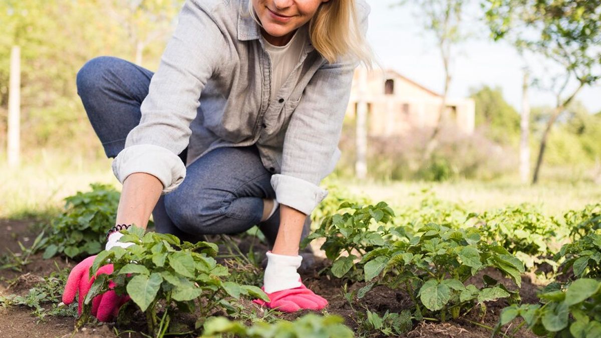 Feng Shui: qué plantas atraen fortuna y dinero a tu vida