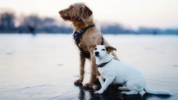 El estudio que prueba que el tamaño importa, al menos para tener perros saludables