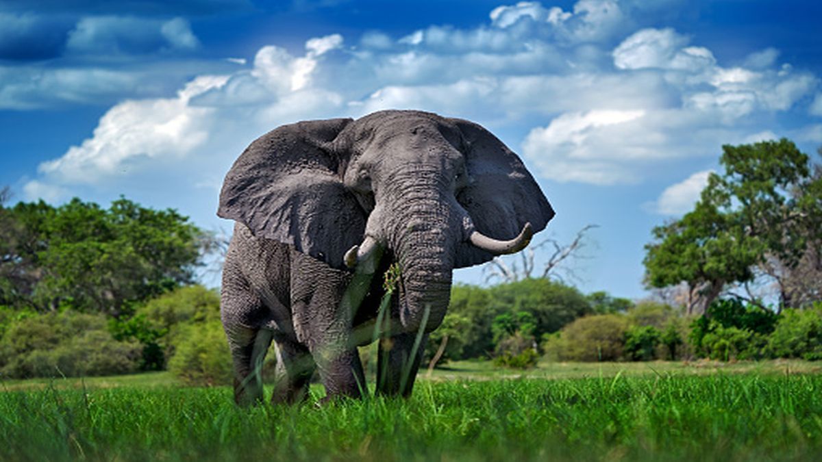 Los turistas que captaron el momento no pudieron hacer nada más que tocar la bocina para intentar distraer al enorme elefante de unas seis toneladas