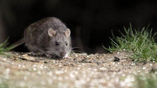 Otro caso mortal de hantavirus preocupa a la Patagonia argentina: cuáles son los síntomas