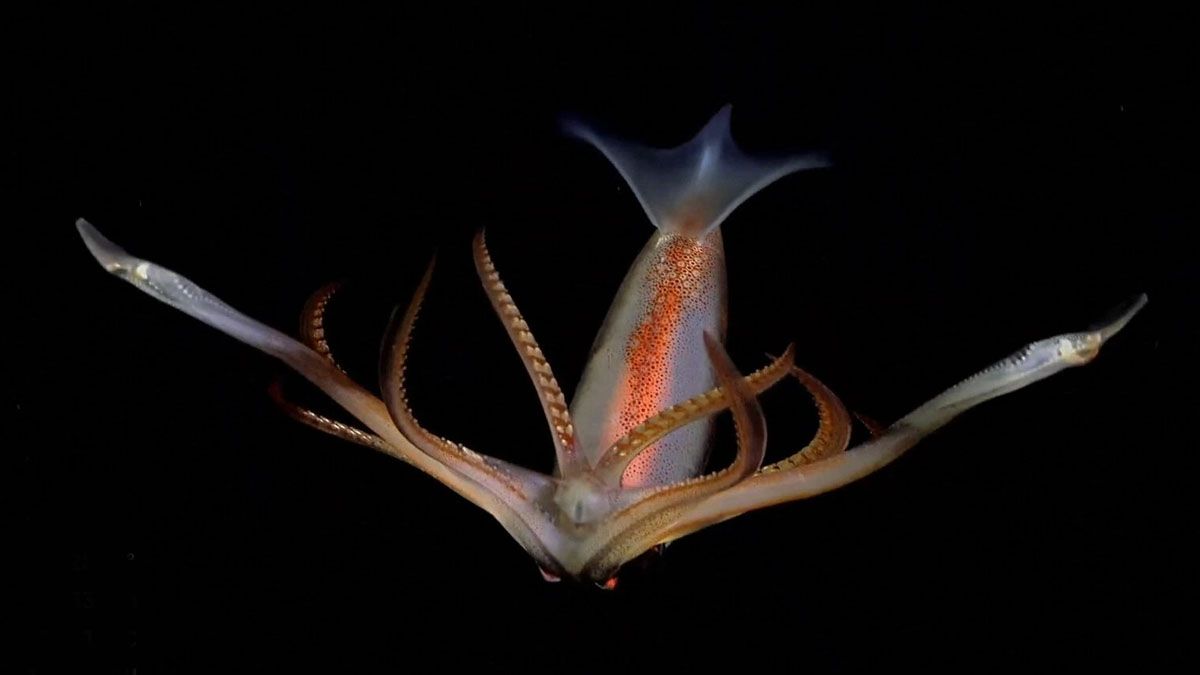 Las criaturas del mar argentino y el Conicet