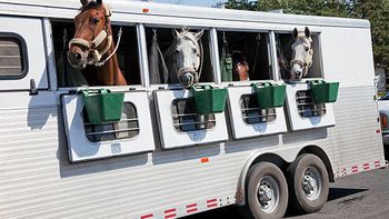 Riesgo en la frontera: ante el reclamo de criadores, Senasa y Aduana buscan agilizar el tránsito de caballos en el Mercosur