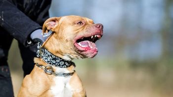 El perro no la soltaba: el brutal ataque a una nena entre los gritos desesperados de la mamá. (Foto: archivo) 