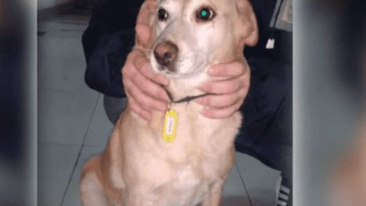 Una perra se escapó de su casa y llegó sola al velatorio para darle el último adiós a su dueño