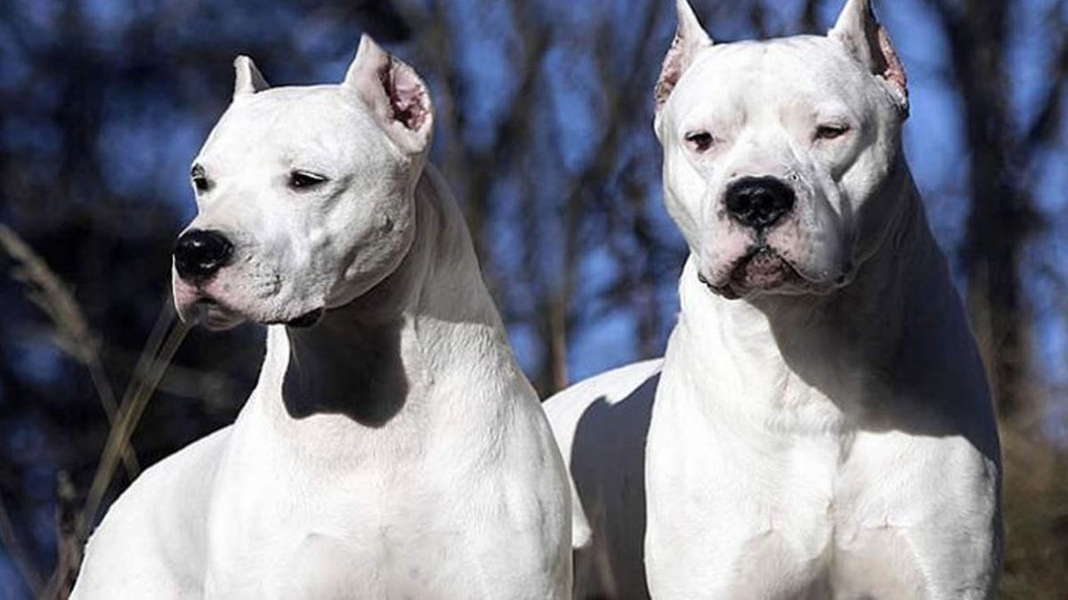 Brutalmente atacada por los dogos de su familia: la historia que conmociona a una provincia. (Foto: archivo)