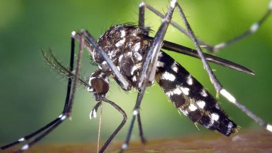 Dengue: se registró la primera muerte en San Juan, a cinco días del primer síntoma