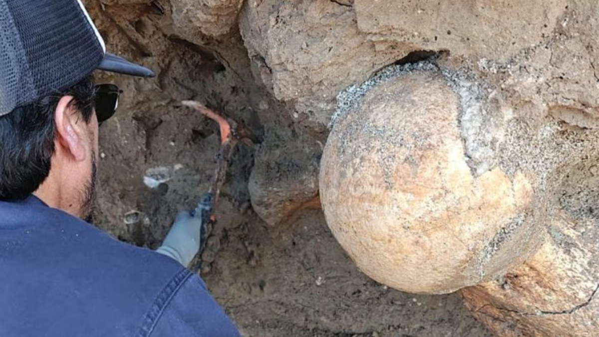 Hallazgo del siglo en la costa argentina: el fémur del animal más grande que habitó la región hace 400 mil años