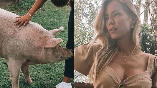 Nicole Neumann presentó a Pepa, la chancha que rescató: Su inteligencia puede ser comparada con la de niños de 3 años