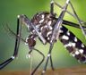 Dengue: se registró la primera muerte en San Juan, a cinco días del primer síntoma