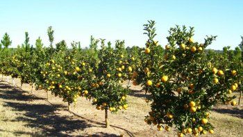 Trabajo temporario: aseguran que los plantes sociales siguen afectando la contratación de mano de obra para la cosecha