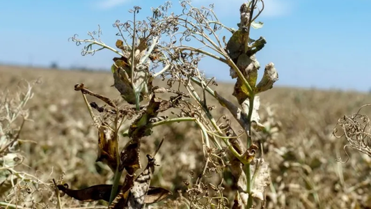 Créditos sin tasa de interés para productores rurales de Santa Fe