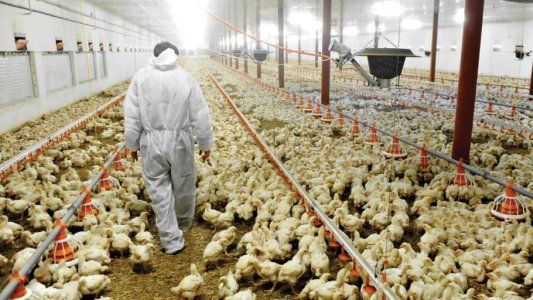Realizan muestreos sanitarios sobre la producción avícola del norte bonaerense
