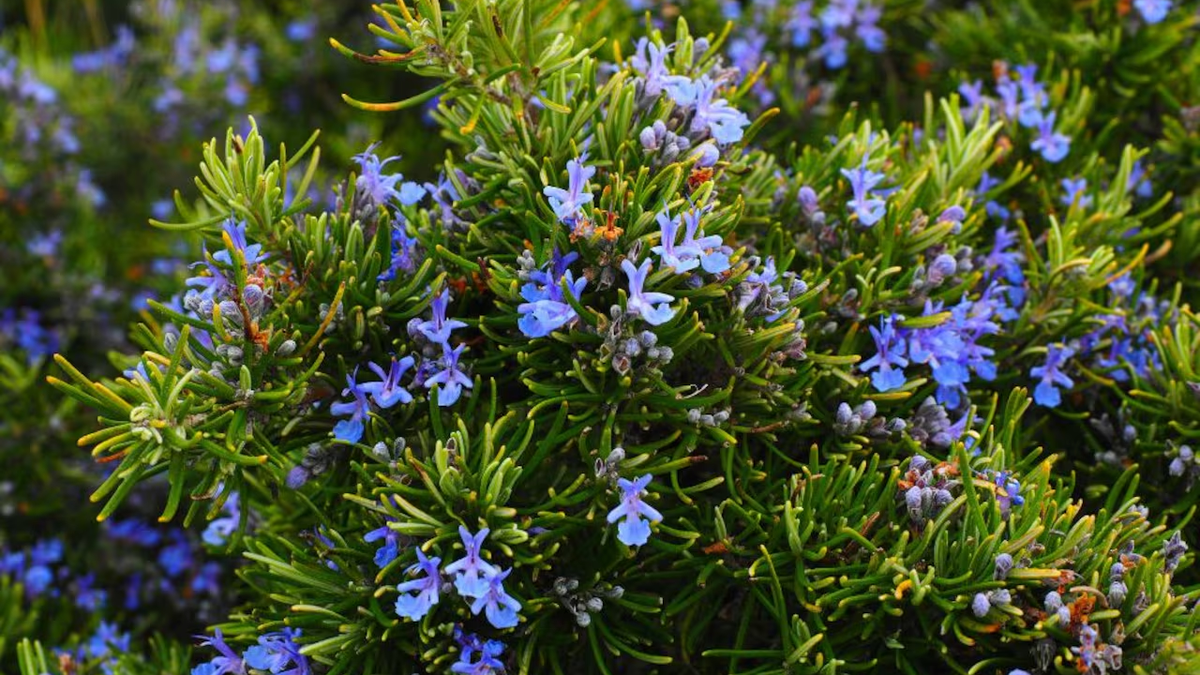 Qu&eacute; significa que a la planta de romero le crezcan flores; por qu&eacute; es una buena se&ntilde;al
