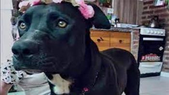 Polémico fallo: para un juez, una pareja y su perra formaban una familia multiespecie