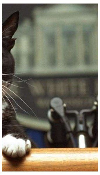 ¿Por qué se celebra hoy el Día Internacional del Gato?