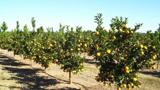Alertan por cítricos en mal estado: intensifican controles