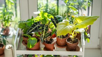 No tires las macetas que dejás de usar en tu casa porque son un tesoro: cómo reciclarlas