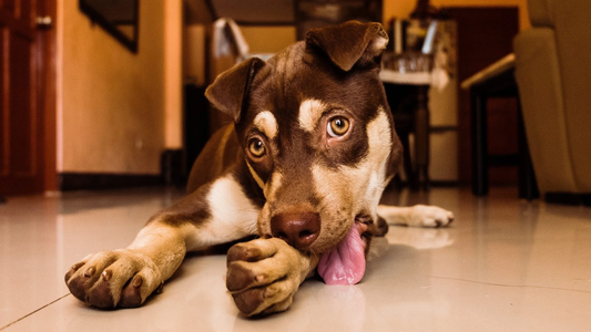 ¿Qué significa si mi perro se lame mucho las patas?