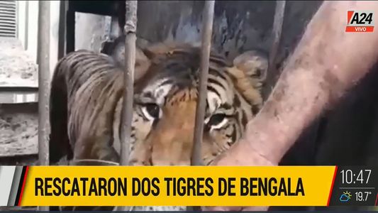 La Policía rescató a dos tigres de bengala que vivían en cautiverio en un predio de Balcarce