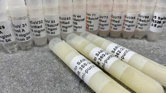 Desarrollan tratamientos contra el coronavirus a partir de anticuerpos derivados de llamas y huevos