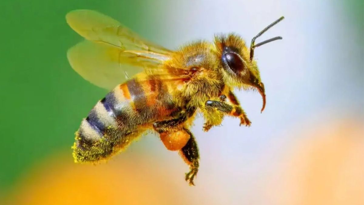 Qué significa si ves abejas merodeando tu casa y por qué se considera algo bueno. (Foto: Archivo)