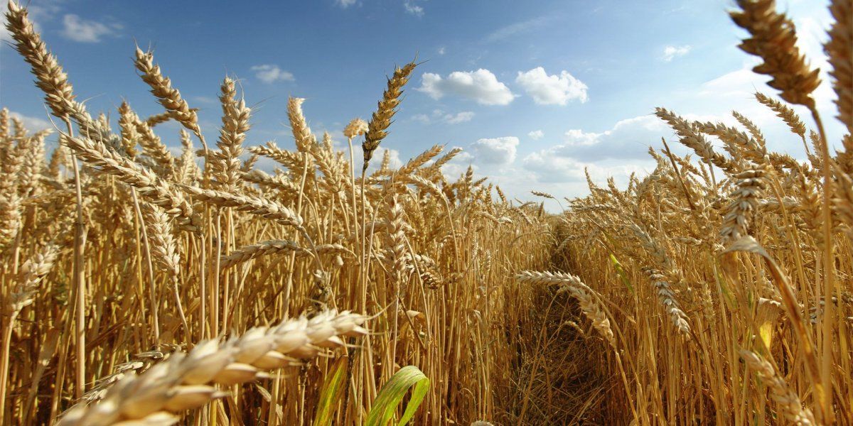 El trigo no sufrirá los efectos de La Niña y se verá beneficiado por las lluvias.&nbsp;