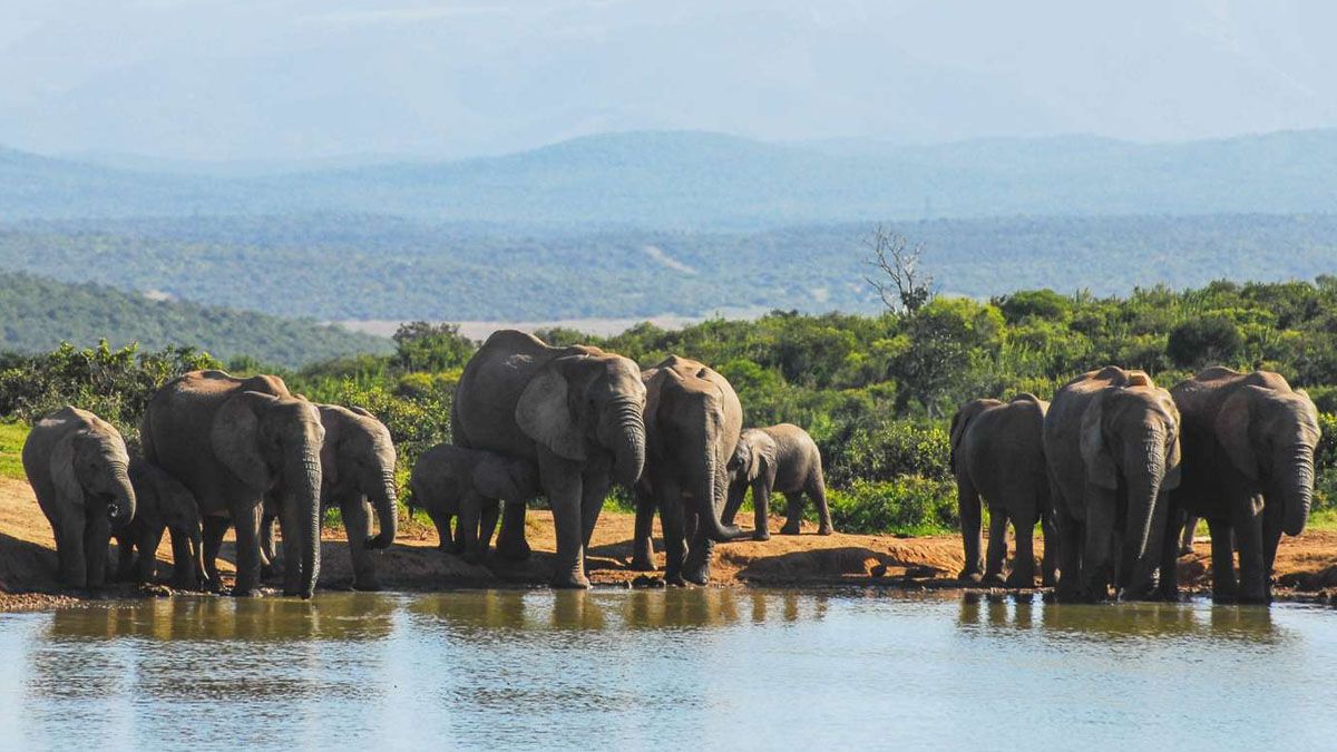 Un lugar para disfrutar la ruta a pie. Elefantes en una reserva de Tanzania. (Foto: Gentileza Tripsavvy)