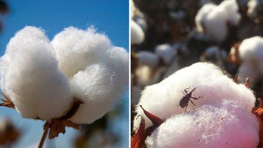 Alarma en Chaco por el crecimiento de una plaga en el algodón