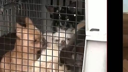 Maltrato animal en un criadero clandestino de chihuahuas: tenían 133 perros en condiciones deplorables