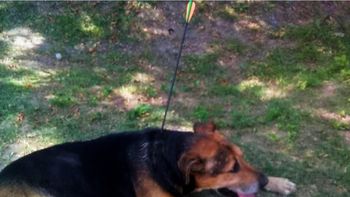 Aberrante: hirieron con una ballesta a Coco, un perro callejero muy querido en La Plata